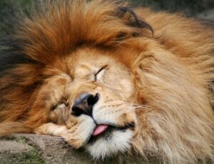 Спящий лев фото
